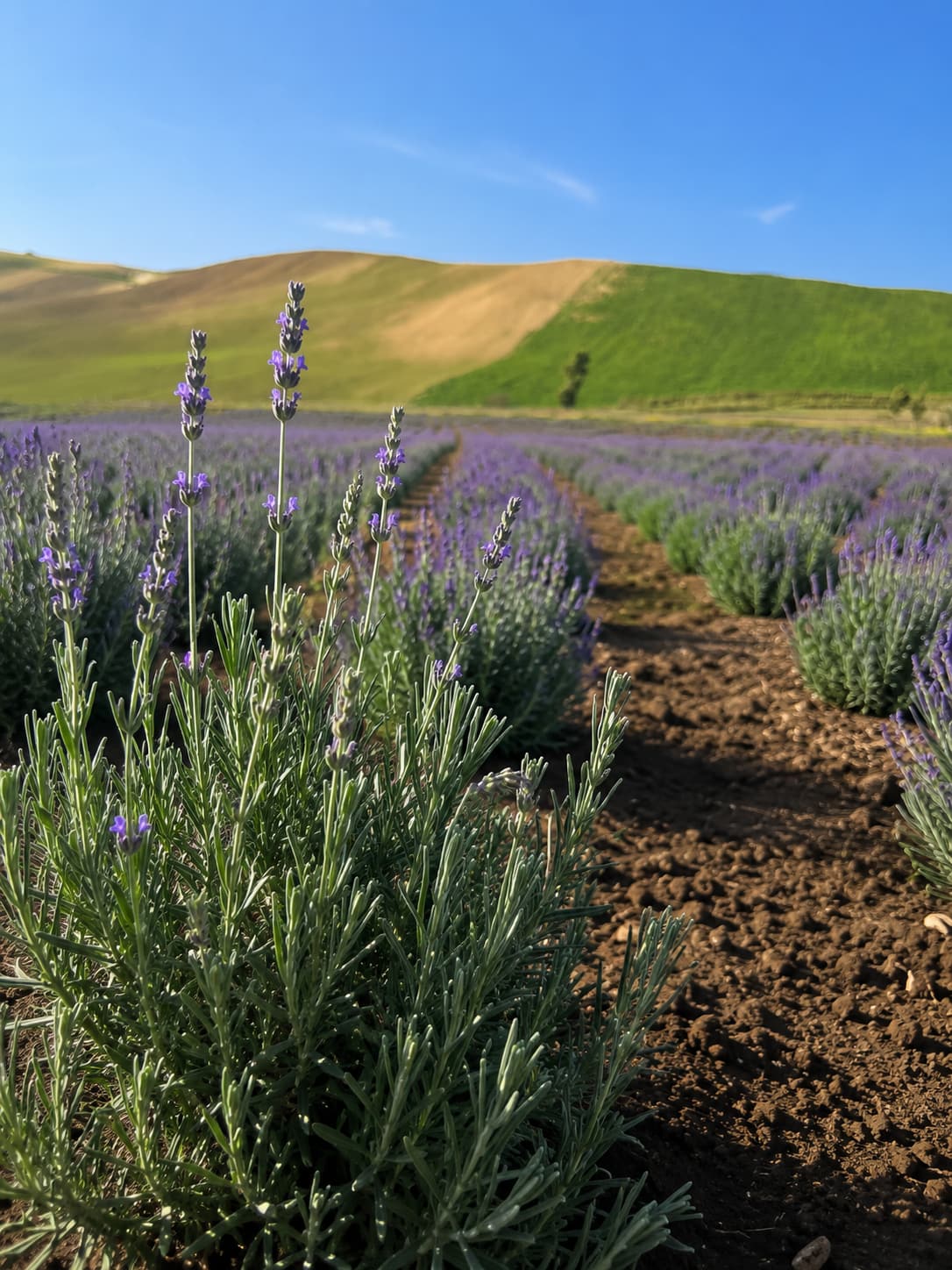 Piante e lavanda dell’agriturismo