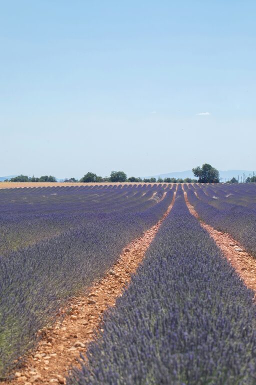 Lavanda