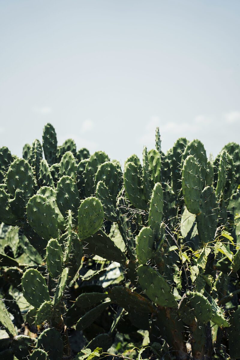 Fichi d'India