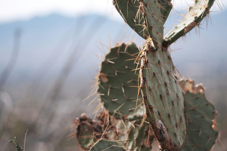 Pala di opuntia